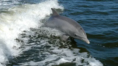 Тренер дельфинов - о том, умеют ли они любить и ненавидеть - Российская  газета