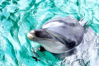 Застрявшего на отмели во Владивостоке дельфина выпустили в море - РИА  Новости, 14.04.2021