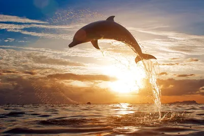 Пять морских маршрутов для знакомства с дельфинами и китами в Испании.  Испания по-русски - все о жизни в Испании