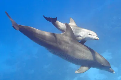 Тренер дельфинов: об опасностях профессии, жестокой природе дельфинов и  хорошие ли они родители — «Вечерний Владивосток»