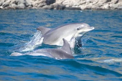 Дельфины напали на отдыхающего и переломали ему ребра - Газета.Ru | Новости