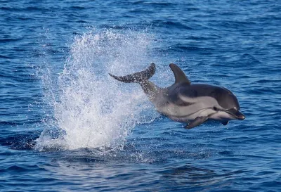 Ты даже не услышишь: как дельфины лечат нас ультразвуком - Звук