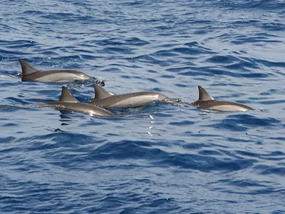 10 мифов о дельфинах, в которые вы верите зря - Лайфхакер