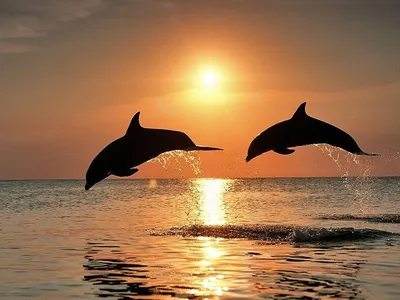 Дельфины красивые фото фото