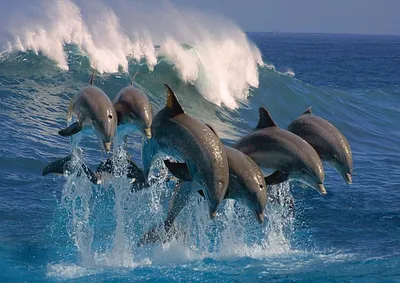 Дельфины. Dolphins (40 обоев) » Смотри Красивые Обои, Wallpapers, Красивые  обои на рабочий стол