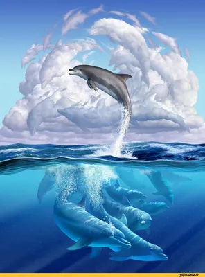 Фото дельфинов - красивые изображения запаса дельфина Стоковое Изображение  - изображение насчитывающей утеха, дельфины: 37203461