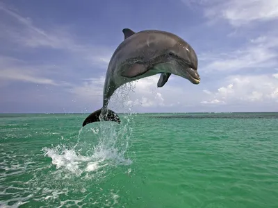 Самые красивые фотографии и анимашки дельфинов