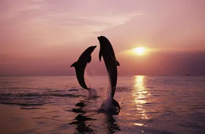Обои на рабочий стол Красивый прыжок дельфина над поверхностью моря, обои  для рабочего стола, скачать обои, обои бесплатно