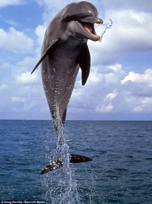 Картинки на тему #дельфин - в Шедевруме