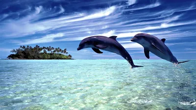 Most Beautiful Picture of Dolphins - Most Beautiful Pictures | Ocean  animals, Dolphins, Ocean creatures