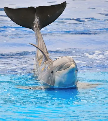 Красивые дельфины плавают в большом …» — создано в Шедевруме