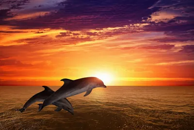 Купить фотообои \"Дельфины на закате\" в интернет-магазине в Москве
