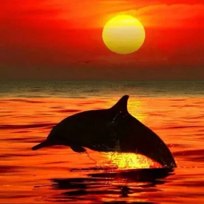 Дельфины в океане на закате | Премиум Фото