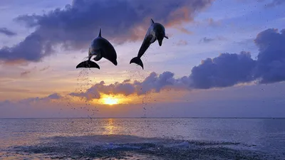 Дельфины в океане на закате на фоне заката | Премиум Фото
