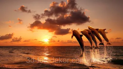 дельфин играет в океане на закате с закатом, картинка дельфина на закате  фон картинки и Фото для бесплатной загрузки