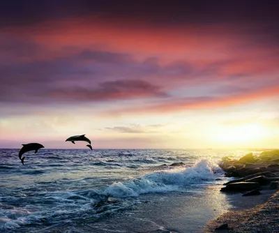Фото реализация дельфины в закате» — создано в Шедевруме