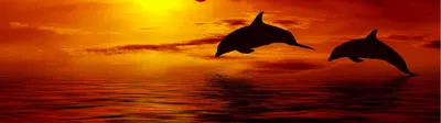 Изображение Дельфины на закате для скинали высокого качества