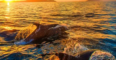 Купить фотообои Дельфины «Дельфины на закате» | PINEGIN