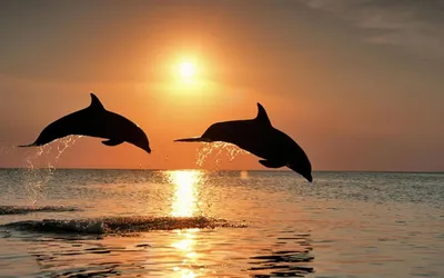 Дельфины в воде на закате | Премиум Фото