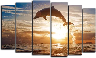 Pin by Mona Moni on Delfinët | Whale, Beautiful cats, Beautiful