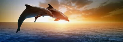 Дельфин | Поэзия созвучная душе | Дзен