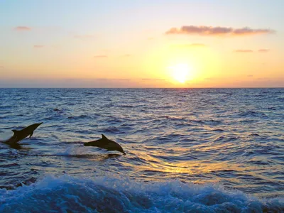 Дельфин на закате. Урок по рисованию акрилом | Рисование с Натальей  Васильевой | Sponsr
