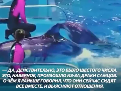 Окровавленного дельфина сняли на видео в российском океанариуме: Общество:  Россия: Lenta.ru