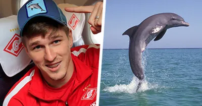 Дельфины ныряют, чтобы обратить внимание самок». Вы просили поговорить с  учеными о дельфинах – мы сделали - Всему Головин - Блоги - Sports.ru