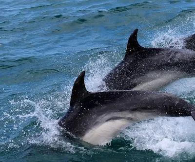 Дельфинов с древности считают добрыми существами, которые всегда придут на  помощь — не в последнюю очередь из-за их улыбающейся.. | ВКонтакте