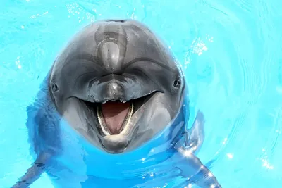 Несколько фактов о дельфинах | Пикабу