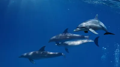 k.shum_official - . День карантина #31 🦠 Я и вероятно, что многие из вас  тоже, слышали про нелицеприятные факты о дельфинах, но та статья, на  которую я наткнулся сегодня, меня откровенна повергла