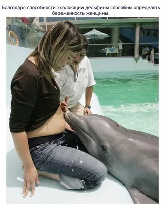 Интересные факты о дельфинах (16 фото) » Триникси