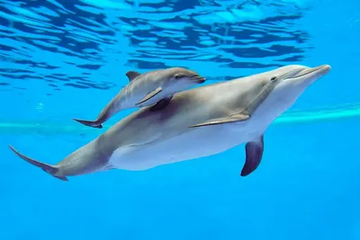 Дух скотства над водой. Часть 3. Шоу с дельфинами не дает никаких знаний о  естественном поведении животных в природных условиях — Новая газета