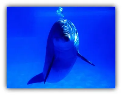 Интересные факты о дельфинах | Пикабу