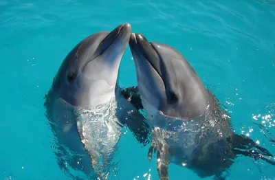 Дельфины Чёрного моря оказались под угрозой истребления | Октагон.Медиа
