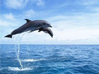 В Севастополе владелец дельфинария выбросил в море ручных дельфинов