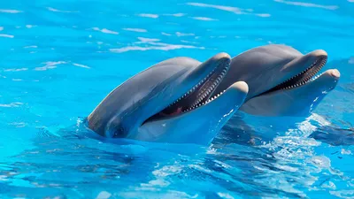 Дельфины в море фото фото