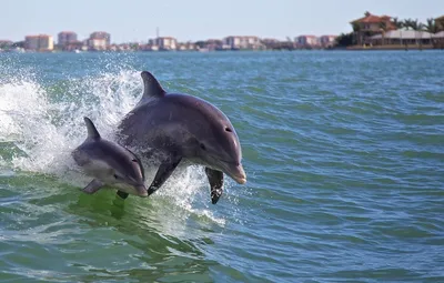 Правда о туризме: почему опасно встретить дельфина в море -  Рамблер/путешествия