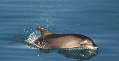 Дельфины в таинственных водах Каспийского моря | Просто Ромео | Дзен