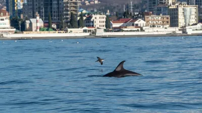 Какие виды дельфинов водятся в Черном море? Инфографика | ИНФОГРАФИКА | АиФ  Краснодар