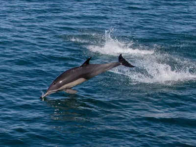 Дайвинг с дельфинами в Красном море - подписаться на оповещения