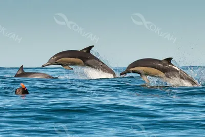 Маленькие дельфины в черном море - 55 фото