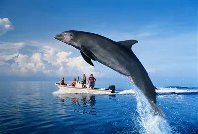 В Черном море есть тренированные боевые дельфины - The Guardian |  Inbusiness.kz