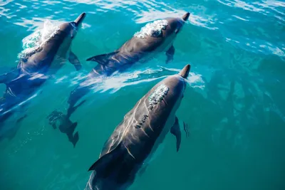 Дельфины на закате моря возле пляжа…» — создано в Шедевруме