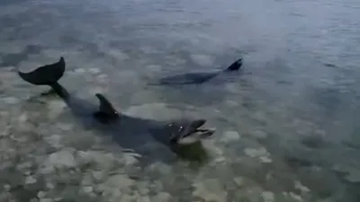 Можно ли плавать с диким дельфином