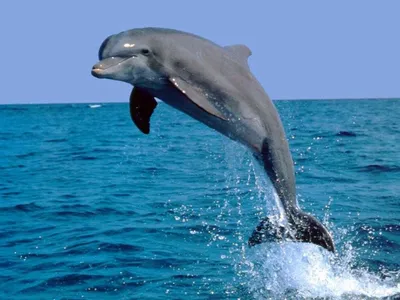 Не убил и не продал, а отпустил домой»: есть ли шанс спасти ручных дельфинов,  которых выбросили в Чёрное море