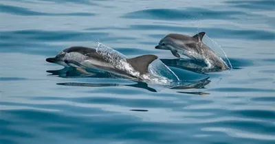 Дельфины в море обои | Премиум Фото