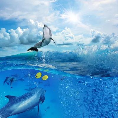 Отчего в Черном море гибнут дельфины? – Новости Анапы