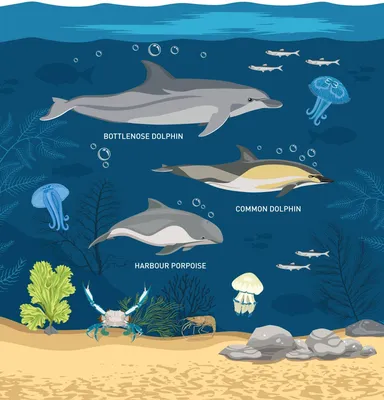 дельфины в средиземном море Стоковое Изображение - изображение  насчитывающей дельфин, ангстрома: 220982125