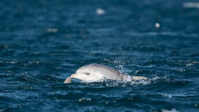 Житель Приморья повстречал огромную стаю дельфинов - KP.RU